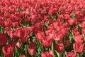 Close-up of red tulips on top in a field of red tulips Royalty Free Stock Photo