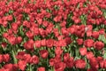 Close-up of red tulips on top in a field of red tulips Royalty Free Stock Photo