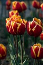 Close-up of red tulips in tulip flower bed with petals with yellow edges Royalty Free Stock Photo