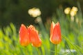 Close-up of red tulips (tulipa) in full bloom Royalty Free Stock Photo