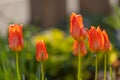 Close-up of red tulips (Tulipa) in full bloom Royalty Free Stock Photo