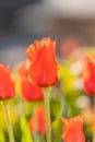 Close-up of red tulips (tulipa) in full bloom with blurry background Royalty Free Stock Photo