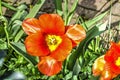 Red tulips close up