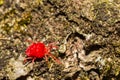 Red Velvet Mite Trombidium holosericeum