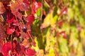 Close up of red Virgina Creeper Royalty Free Stock Photo