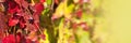 Close up of red Virgina Creeper in autumn. Panoramic web banner Royalty Free Stock Photo