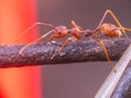 Close up of a red weaver ant. Royalty Free Stock Photo