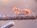 Close up of a red weaver ant. Royalty Free Stock Photo