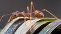 Close up of a red weaver ant. Royalty Free Stock Photo