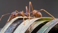 Close up of a red weaver ant. Blurred background. Royalty Free Stock Photo