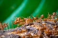 Close up of red weaver ant with wide open mandibles and ready to Royalty Free Stock Photo
