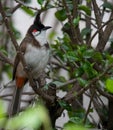 Close-up of a Red-whiskered bulbul perched on a tree twig in the forest Royalty Free Stock Photo