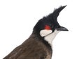 Close-up of a Red-whiskered Bulbul - Pycnonotus jocosus