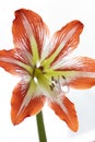 close up of red and white amaryllis