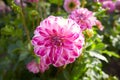 Close up of red and white asteraceae dahlia \