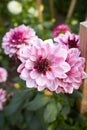 Close up of red and white asteraceae dahlia \