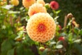 Close up of red and white asteraceae dahlia `viking pompom` flowers in blooming. Autumn plants.