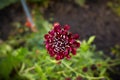 Close up of red and white asteraceae dahlia `viking pompom` flowers in blooming. Autumn plants. Royalty Free Stock Photo