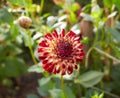 Close up of red and white asteraceae dahlia `viking pompom` flowers in blooming. Autumn plants. Royalty Free Stock Photo