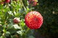 Close up of red and white asteraceae dahlia \