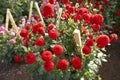 Close up of red and white asteraceae dahlia \