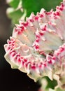 Close-up of a red and white cactus with sharp spikes