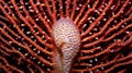 Close up of red and white corals.