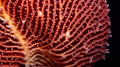 Close up of red and white corals.