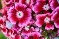 A close up of red and white Dianthus Barbatus Sweet William blossoming in winter