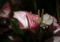 Close-up of Red-white Flamingo flowers (Anthurium) blooming on a dark background. Royalty Free Stock Photo