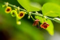 Close up of red and white flower(Chinese honey Suckle, Rangoon C Royalty Free Stock Photo