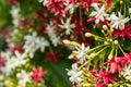 Close up of red and white flower(Chinese honey Suckle, Rangoon C Royalty Free Stock Photo