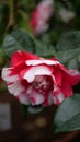 Close up red and white flower Royalty Free Stock Photo