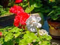 Red and white geraniums close up view in the garden