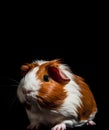 Close-up of red and white guinea pig isolated on black background with copy space Royalty Free Stock Photo