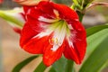 Close-up of a red white lilies blossom in the rainforest of the Malaysian Cameron highlands. Detailed closeup of the yellow pollen Royalty Free Stock Photo