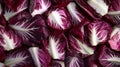 Close-up of Red and White Radicchio Leaves Royalty Free Stock Photo