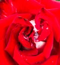 Close up red white rose with dew drops on the petals. Details of nature. Wet pink background, beautiful close-up rose flower with Royalty Free Stock Photo