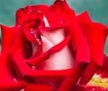 Close up red white rose with dew drops on the petals. Details of nature. Wet pink background, beautiful close-up rose flower with Royalty Free Stock Photo