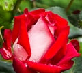 Close up red white rose with dew drops on the petals. Details of nature. Wet pink background, beautiful close-up rose flower with Royalty Free Stock Photo