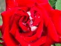 Close up red white rose with dew drops on the petals. Details of nature. Wet pink background, beautiful close-up rose flower with Royalty Free Stock Photo