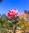 Close up red white rose flower plant with small plants and blue sky background in sun light. Royalty Free Stock Photo