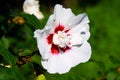 Close up of red and white rose mallow blossom flower Hibiscus syriacus Royalty Free Stock Photo