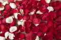 Close Up Of Red And White Rose Petals On Wooden Background. Floral Background. Red Rose Stock Photography