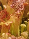 Close up of red and white sarracenia showing red vein detail