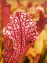 Close up of red and white sarracenia showing red vein detail