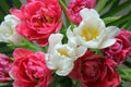 Close up of a red and white tulip bouquet