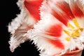 Close-up of a red-white tulip flower on a black background. Macro pestle and stamens of a tulip. Selective focus Royalty Free Stock Photo