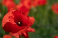 Close-up of a red wild poppy flower. The poppy flower grows in a meadow with other flowers. The sun is shining Royalty Free Stock Photo