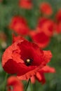 Close-up of a red wild poppy flower. The poppy flower grows in a meadow with other flowers. The sun is shining Royalty Free Stock Photo